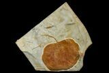 Fossil Leaf (Zizyphoides) - Montana #113230-1